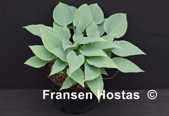 Hosta Blue Edger